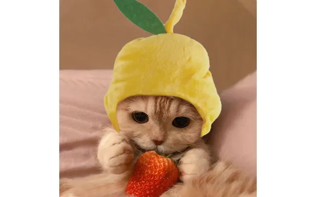 Pet Headgear Cute Dog Teddy Dress Up Sunflower Cat Headdress Wig Cat Headgear Hat - Pear Cap Average Size