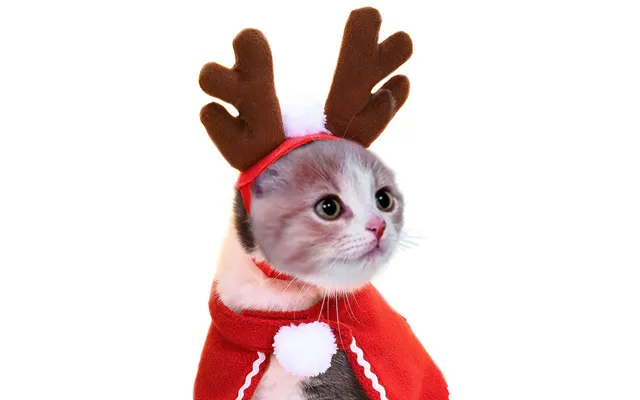Pet Headgear Cute Dog Teddy Dress Up Sunflower Cat Headdress Wig Cat Headgear Hat - Red Hair Band Average Size