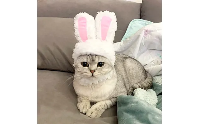 Transformed Hat Rabbit Ears Pet Headdress - As Shown One Size