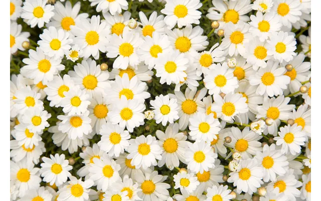 Field Of Daisies Splashback - Custom Size