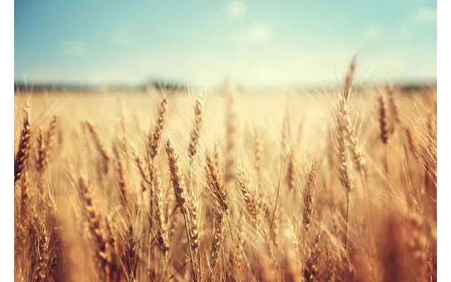 Golden Wheat Splashback - Custom Size