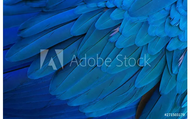 Macaw Splashback - Custom Size