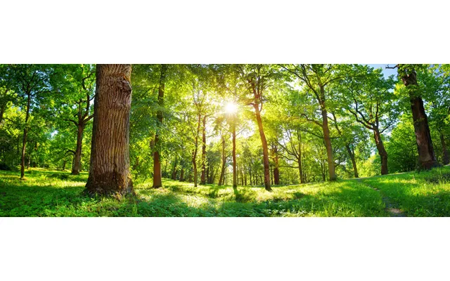 Oak Tree Soaked In Bright Sunlight Splashback - Custom Size