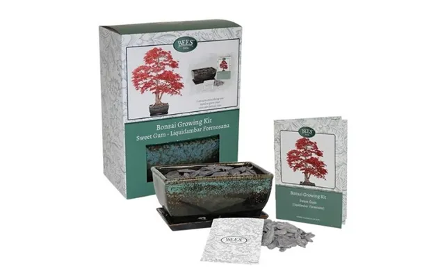 Bees Gifts Bonsai Growing Kit Sweet Gum Liquidambar Formosana