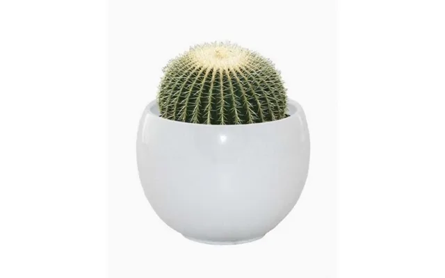 Cactus Grow Set Golden Barrel
