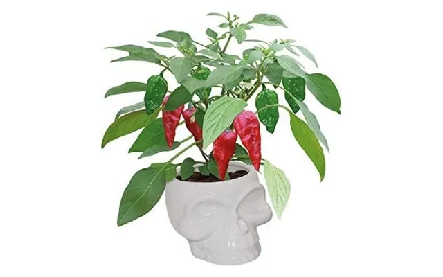 Dead Hot Chillies Naga Grow Kit