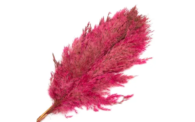 Dried Pampas Grass Stems 3 Pcs Assorted Colours - Pink