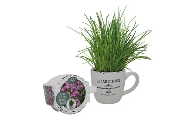 Grow Your Own Chives Set In Ceramic Pot