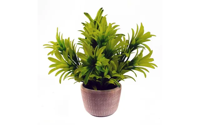 Leaf 22cm Foliage Honey Plant - Light Green In Terracotta Pot product image