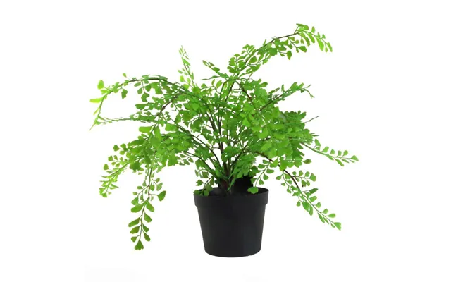 Leaf 35cm Artificial Southern Maidenhair Fern Plant product image