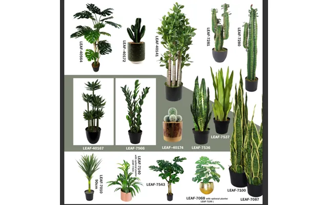 Leaf Large Exotic Tropical Plants For Home & Office Display - Zero Maintenance product image
