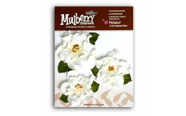 Wild Rose X 3 - White