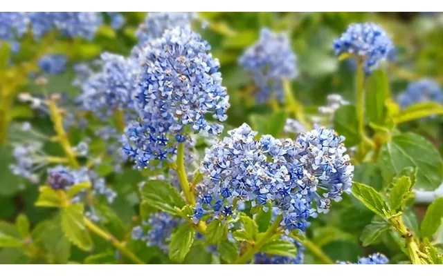 1 - 2 Or 3-pack Of Californian Lilac Shrub Plants