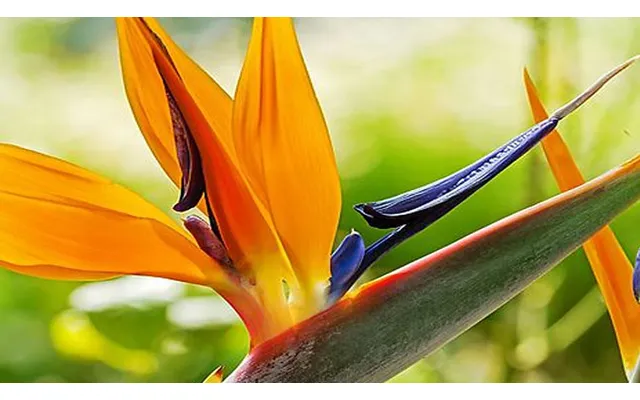 1 Or 2 Strelitzia 'bird Of Paradise' Plants