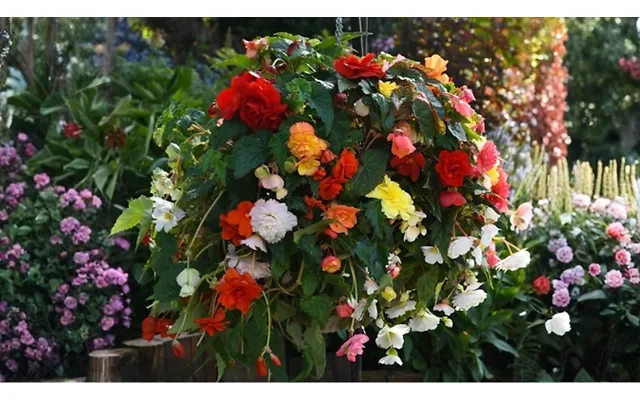 12-pack Begonia Sun Dancer Mixed Plants