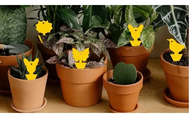 30-pack Of Fruit Fly Traps - House Plant Protection product image