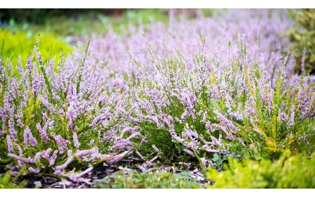 4-pack 'easter Bonfire' Scottish Heather