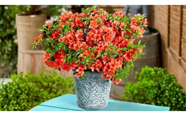 8-pack Dwarf Japanese Azalea Variety Collection