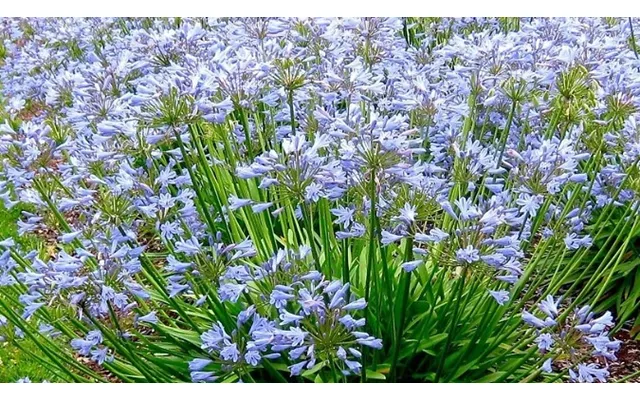 Agapanthus 'blue Storm' African Lillies - 1 Or 3 Pots