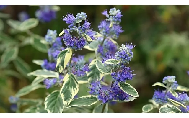 Caryopteris X Clandonensis Bluebeard 'white Surprise' - 1 Or 2 Pots