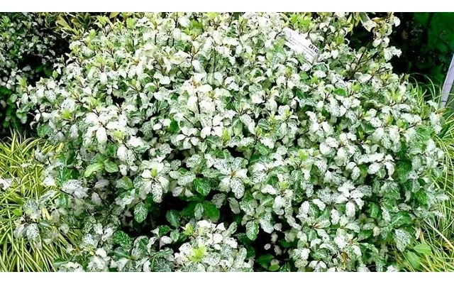 Pittosporum Tenuifolium 'irene Paterson' - 1, 2 Or 3 Pots