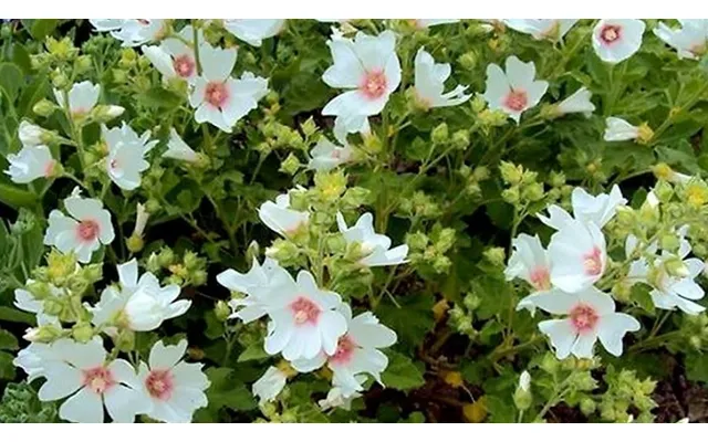 Tree Mallow Lavatera X Clementii 'mary Hope' - 1 Or 2 Pots