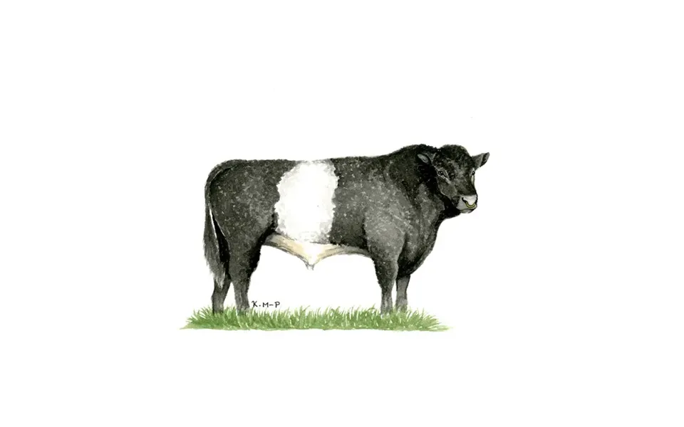 Kevin Milner Countryside Cards - Belted Galloway One Size
