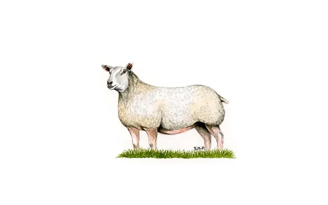 Kevin Milner Countryside Cards - Charolais Ewe One Size