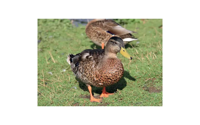 Kevin Milner Countryside Cards - Duck One Size