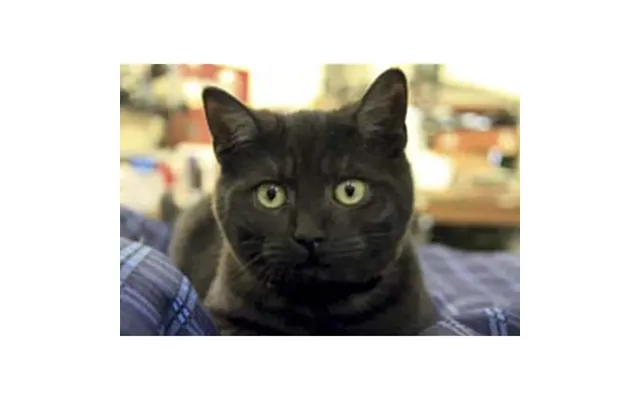 Kevin Milner Countryside Cards - Farm Cat One Size