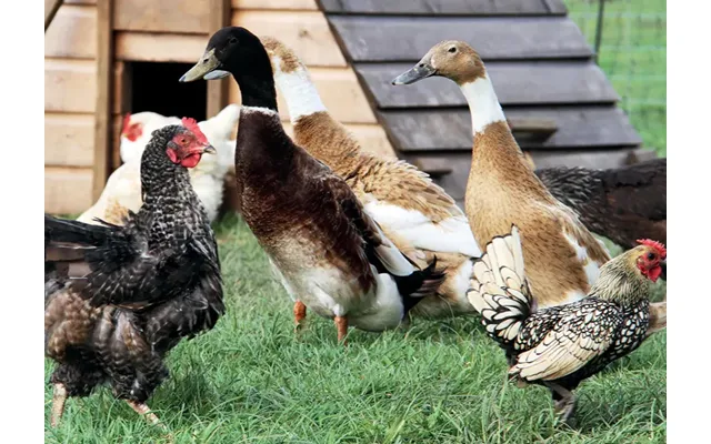 Kevin Milner Countryside Cards - Farm Ducks One Size