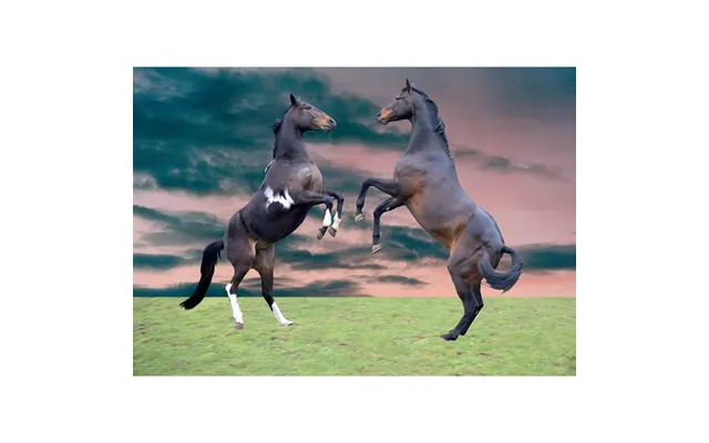 Kevin Milner Countryside Cards - Horses Rearing One Size