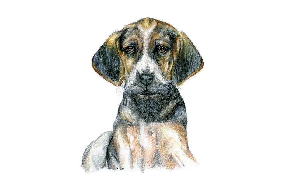 Kevin Milner Countryside Cards - Hound Puppy Art One Size