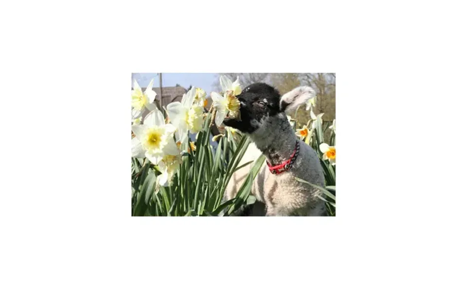 Kevin Milner Countryside Cards - Hungry Lamb One Size