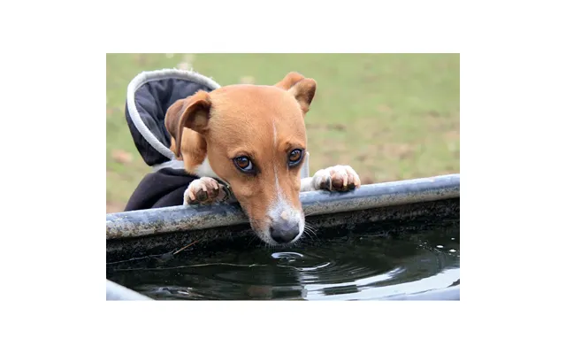 Kevin Milner Countryside Cards - Jack Russell One Size