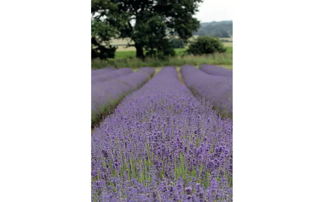 Kevin Milner Countryside Cards - Lavendar One Size