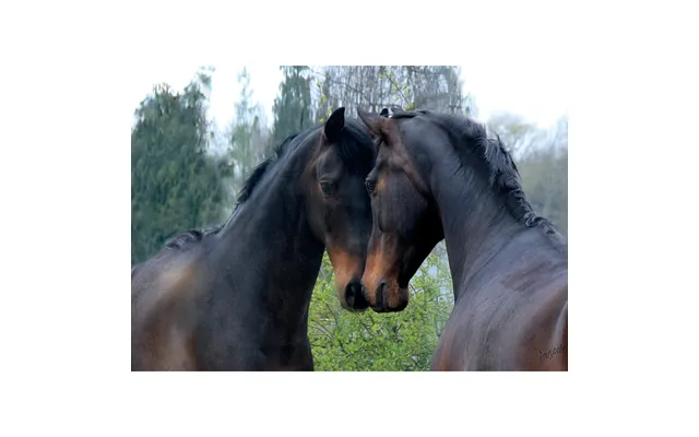 Kevin Milner Countryside Cards - Mirrored Horse One Size