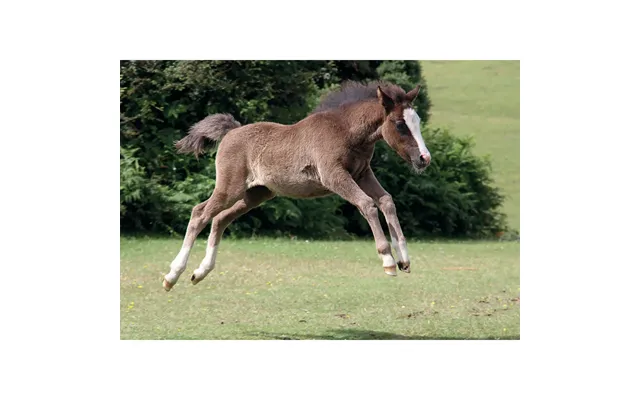 Kevin Milner Countryside Cards - New Forest Foal One Size
