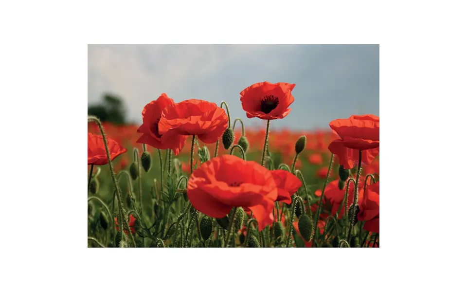 Kevin Milner Countryside Cards - Poppy Flower One Size