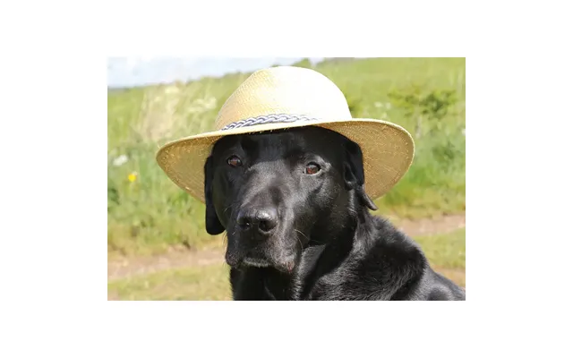 Kevin Milner Countryside Cards - Posh Lab One Size
