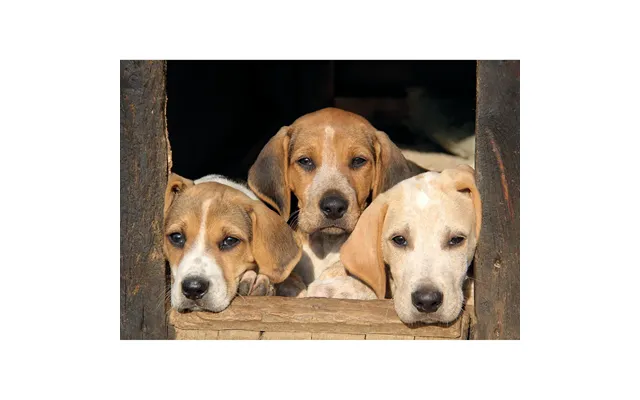 Kevin Milner Countryside Cards - Puppy Dog One Size