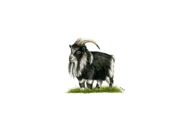 Kevin Milner Countryside Cards - Pygmy Goat One Size