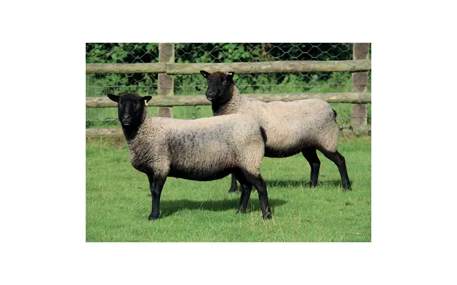 Kevin Milner Countryside Cards - Twins One Size