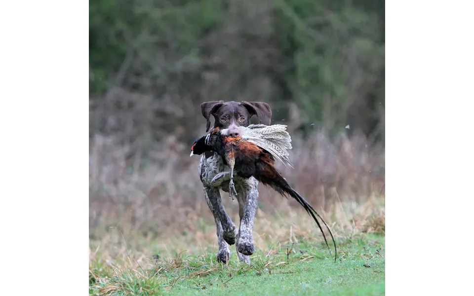 Kevin Milner Countryside Cards - Working Pointer One Size