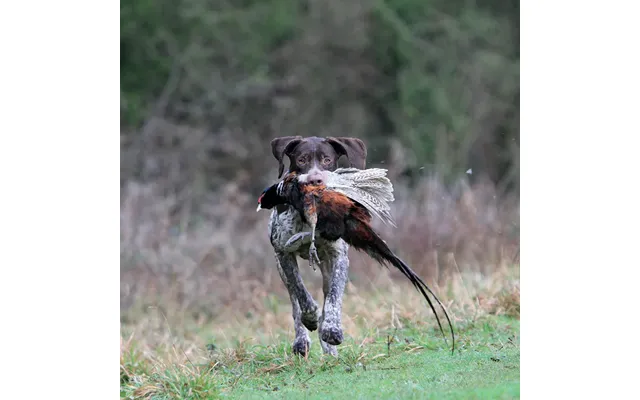 Kevin Milner Countryside Cards - Working Pointer One Size