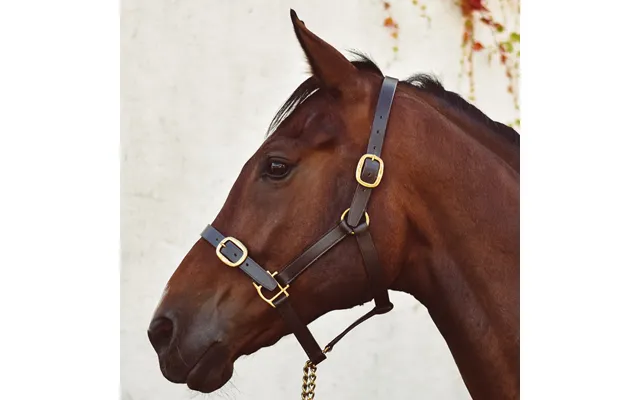 Mackey Classic Leather Headcollar - Brown Foal
