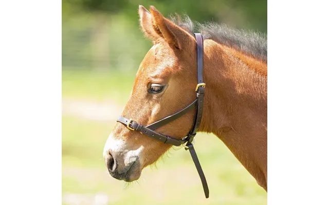 Shires Velociti Gara Leather Foal Slip - Havana Foal