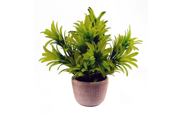 22cm Honey Plant Light Green In Terracotta Pot
