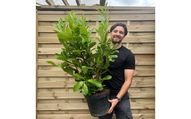 3-4ft 90-120cm Potted Cherry Laurel Hedge Plants Multibuy Offers Available - 40 Laurels