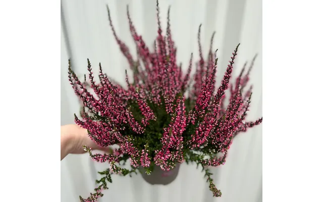 3 X Pink Heather Calluna Vulgaris 9cm Growers Pot